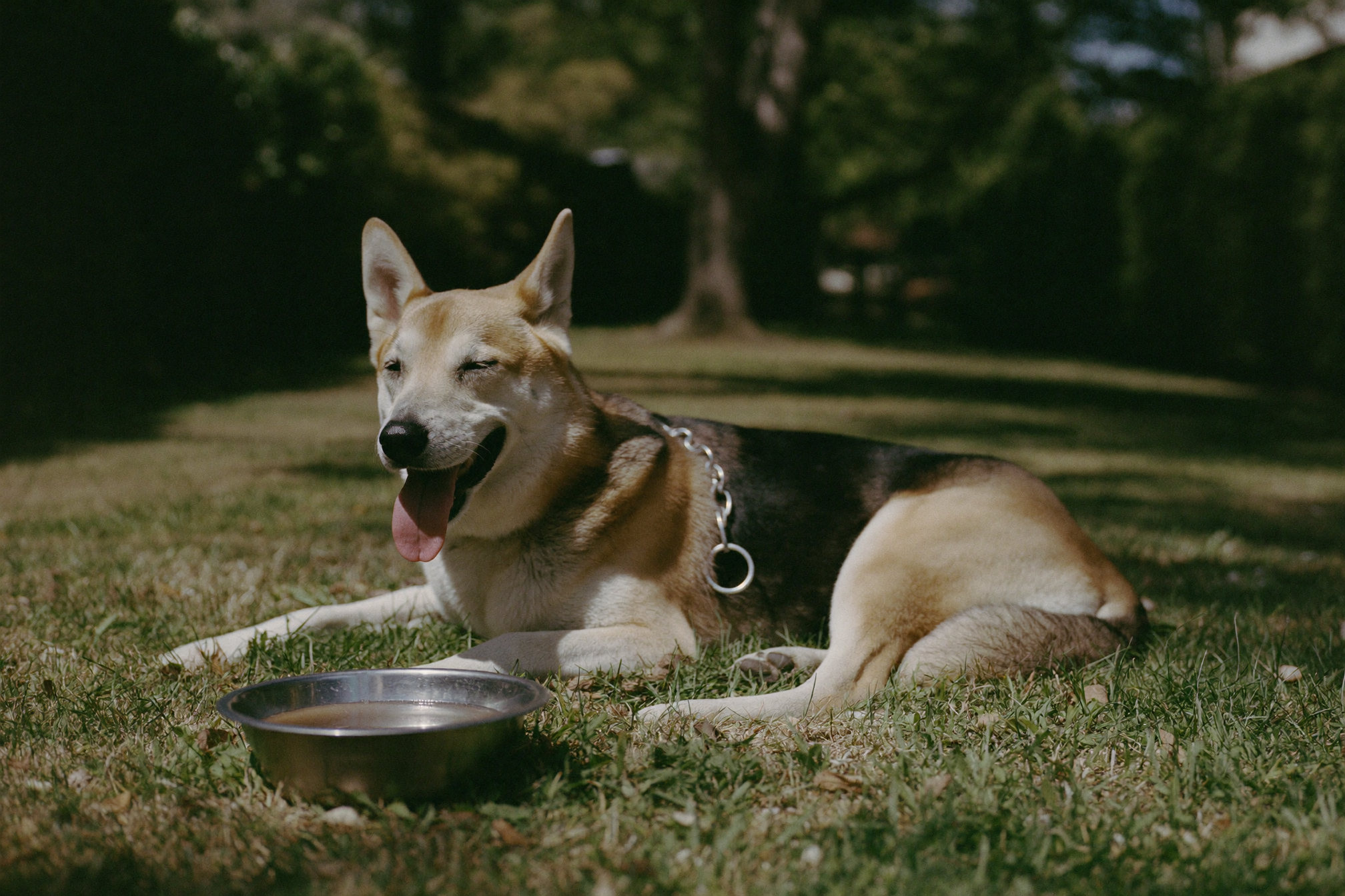 Heatstroke in dogs: the signs to watch for